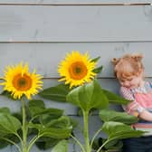 The sunflower growing competition will be judged on September 4.