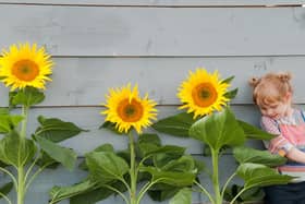 The sunflower growing competition will be judged on September 4.