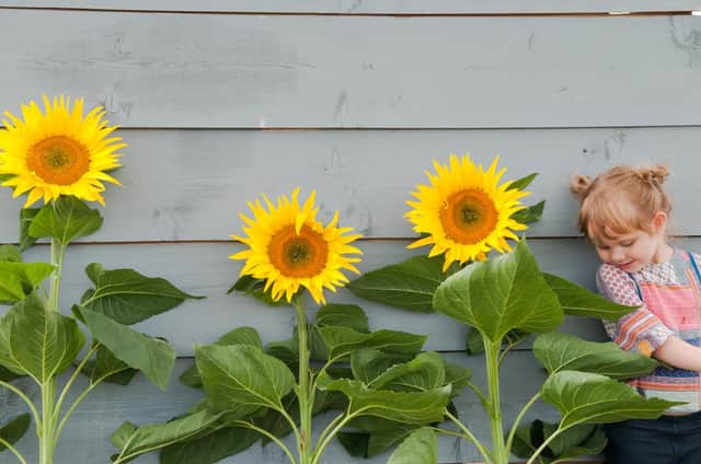The sunflower growing competition will be judged on September 4.