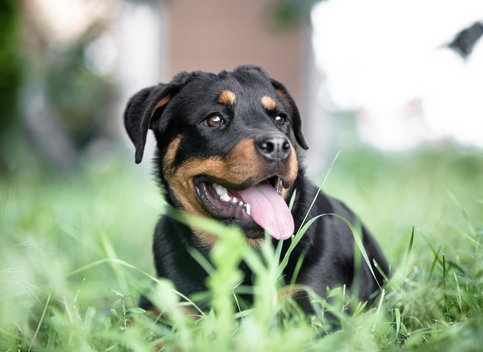 Which Dog Has The Most Powerful Bite