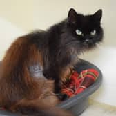 A stray female cat has been found in Moor Loch Lane in Kincardine