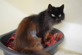 A stray female cat has been found in Moor Loch Lane in Kincardine