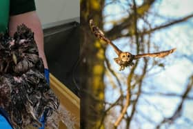 Before and after shot of the female tawny owl since receiving care from the Scottish SPCA (Photo: Scottish SPCA).