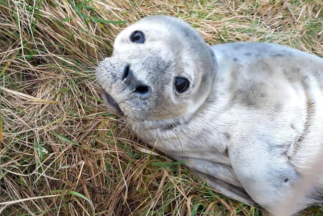 The seal pup found itself alone and in need of assistance in Skinflats