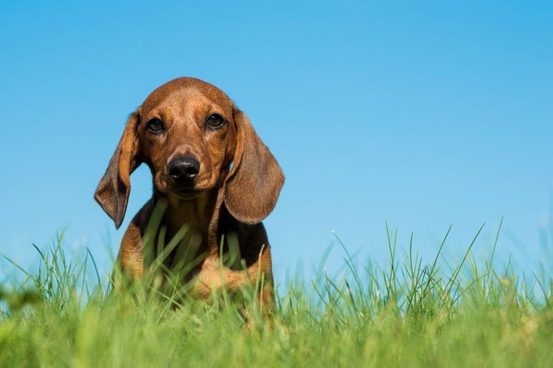Not exactly known for their swimming abilities, it comes as a surprise to many that their cute sausage dog has webbed feet. Originally bred for hunting, their specialised feet help the Dachshund dig really quickly to locate critters underground.
