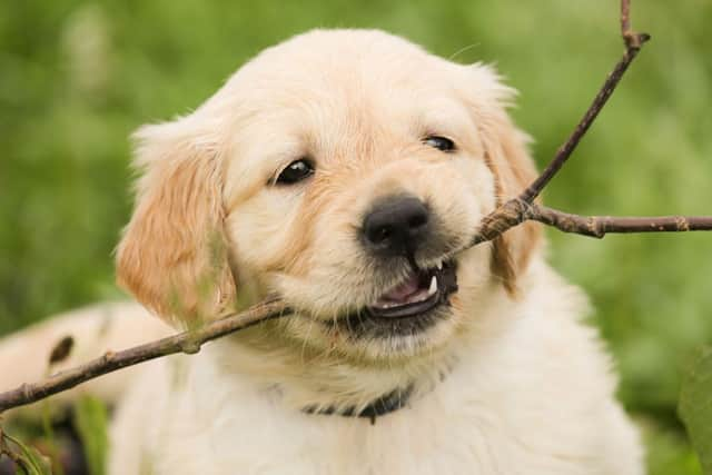 New dog owners can sometimes be surprised by how much their puppy chews.