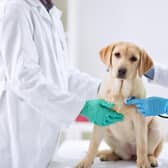 You can't avoid visits to the vet completely, but a few tips can help make them few and far between.