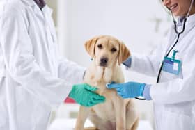 You can't avoid visits to the vet completely, but a few tips can help make them few and far between.