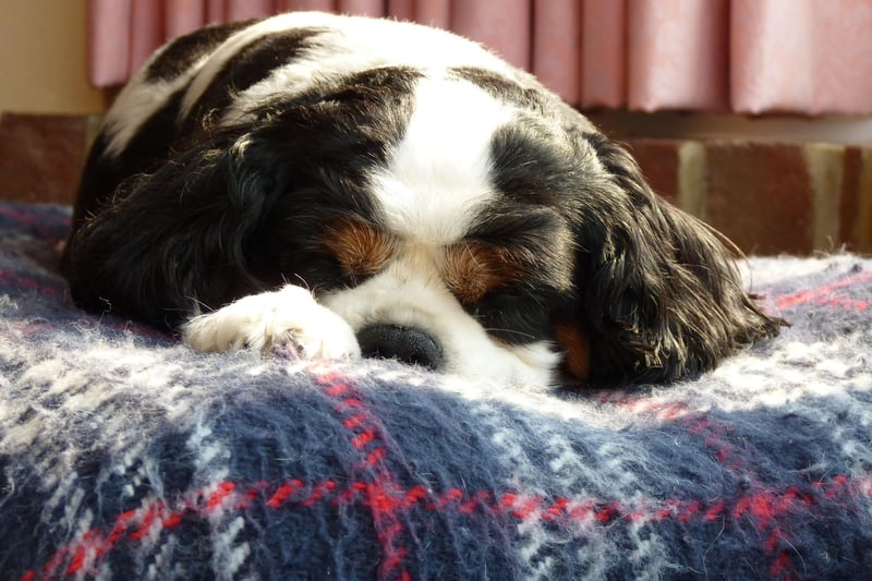 WIth their soft hair and adorable big eyes, the Cavalier King Charles Spaniel just begs to be cuddled. Luckily this breed are as affectionate as they look.