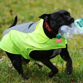 Lexi the Litter Pup has become well-known for clearing up rubbish in the Tamfourhill area and beyond. Picture: Michael Gillen.