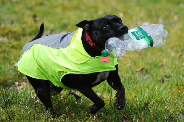 Lexi the Litter Pup has become well-known for clearing up rubbish in the Tamfourhill area and beyond. Picture: Michael Gillen.