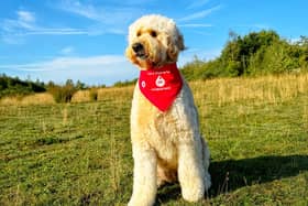 Orla the goldendoodle is a lifesaving dog. Pic: Contributed