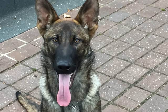 Police dog Chase helped to track Ferguson down when he ran away from officers