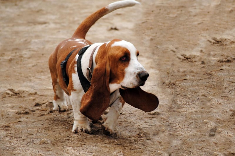 A Basset Hound called Victoria was elected co-mayor of the Canadian district of Concord, Ontario, in 2011. She ran alongside a Great Dane called Nelson on a platform of bettering lives and the anti-squirrel movement.