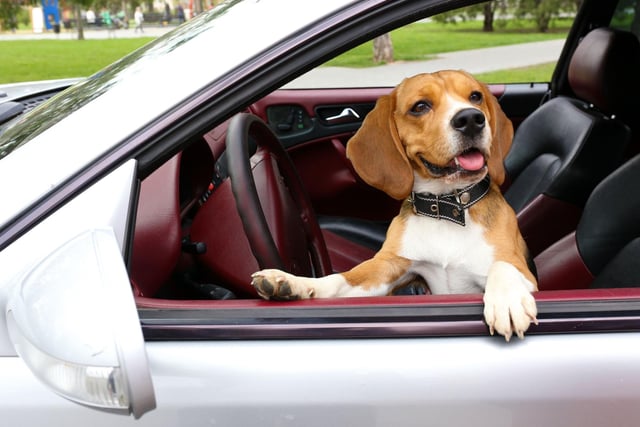 There is no safe time to leave a dog alone in the car, but particularly in the summer months, the temperature in your car rises above what the temperature outside is. In a car, dogs can develop heatstroke in just 15 minutes. Even with water and open windows, cars are not a safe space for dogs in the summer.