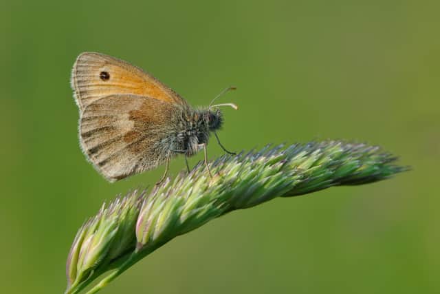 Small Heath butterfly is disappearing from our countryside (Coenonympha pamphilus)
Pic:  Darren Bradley