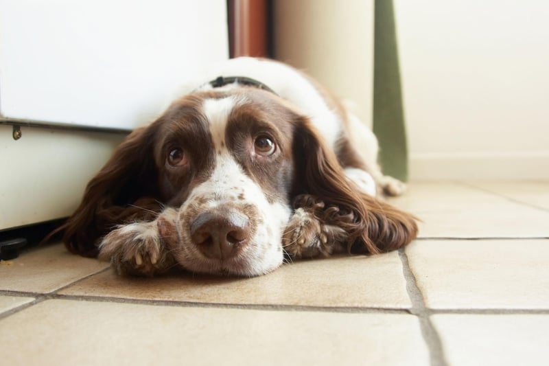 Springer Spaniels commonly develop glaucoma and cataracts, particularly later in life. A trip to the vet is required if your pet's eyes are cloudy, red or itchy.