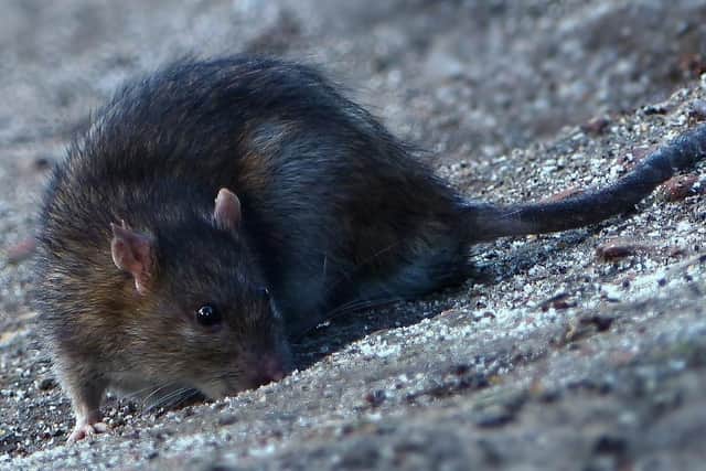Rats have reportedly taken up residence in a sofa dumped outside a block of flats in Johnston Court, Carron