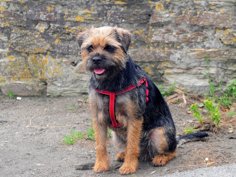 The Border Terrier Club is the oldest of all the breed clubs in the UK and was founded in 1920.