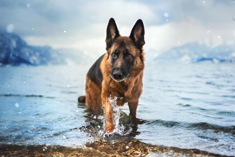 Famously one one of the top dogs for police forces and armies, the German Shepherd can apply a bite of 238 psi if required to during service.