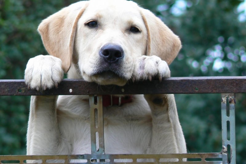 As it has been every year since the 1990s, the Labrador is the USA's top dog for the 30th time in a row. It's also the most popular dog in the UK - with the perfect mix of intelligence, playfulness and sensitivity. They also make wonderful therapy dogs.