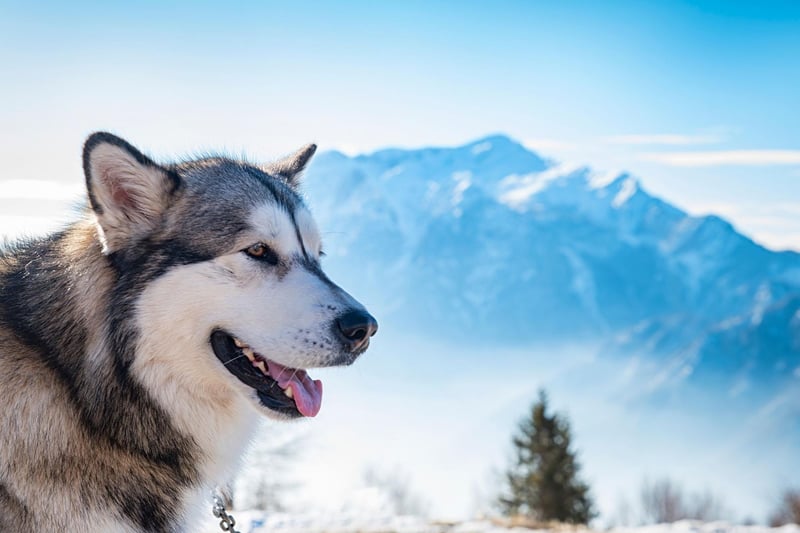 Another Arctic specialist, the Alaskan Malamute has incredibly thick fur meaning they can shrug off temperatures that would have the average human shivering. It's a breed that needs little in the way of creature comforts to be happy and healthy.