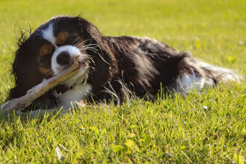 The Cavalier King Charles Spaniel is another breed that is known to easily develop tartar buildup. It's important not to let the issue go untreated as it can ultimately lead not just to tooth loss, but also heart, liver and kidney disease.