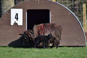 People are being reminded not to enter fields where there are lambs or livestock. Pic: Muiravonside Country Park