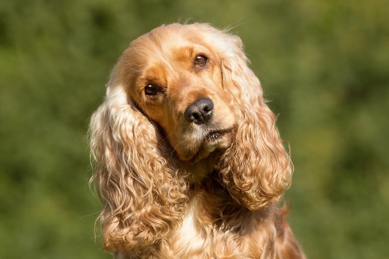 Owners of friendly and loyal Cocker Spaniels should be aware that their pet is susceptible to a range of health issues, including a variety of orthopaedic issues, epilepsy, heart disease and liver disease.