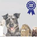 Did your pet make it to the shortlist in our Top Pet competition?