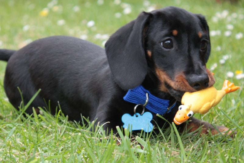 If you think you've been seeing more Miniature Smooth Haired Dachshunds around of late you're probably right. There were 14,820 of the sausage dogs registered in 2021 - up more than 40 per cent on the previous year.