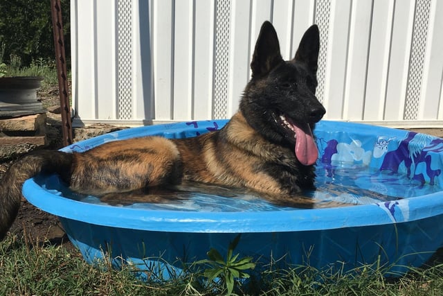 For when you don’t have access to the beach, why not invest in a paddling pool for your pooch to splash about in. In a shady spot of the garden, fill a pool with chilled water but don’t make it too cold as this can cause your dog to go into body shock on a very hot day. They will absorb water through their skin and paws making sure they are hydrated as well as cool.
