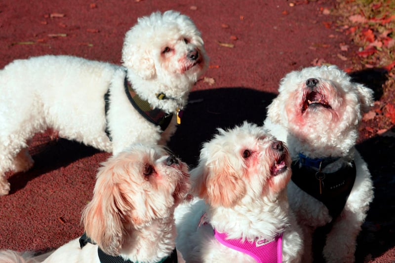 During the French Revolution many Bichon Frise owners were imprisoned or executed, leaving their beloved pets to wanter the streets. Street entertainers trained them to perform tricks, leading them to become popular circus performers, appearing in shows all over France.