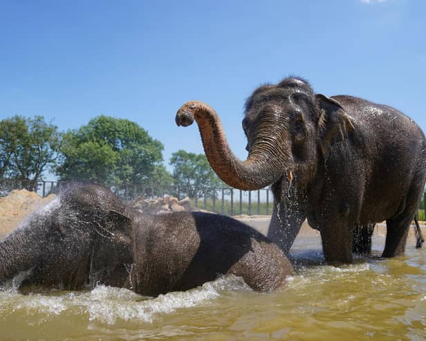 Do elephants like human visitors at the zoo?