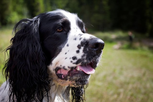 You can expect a lively Springer Spaniel to live around 11.92 years.