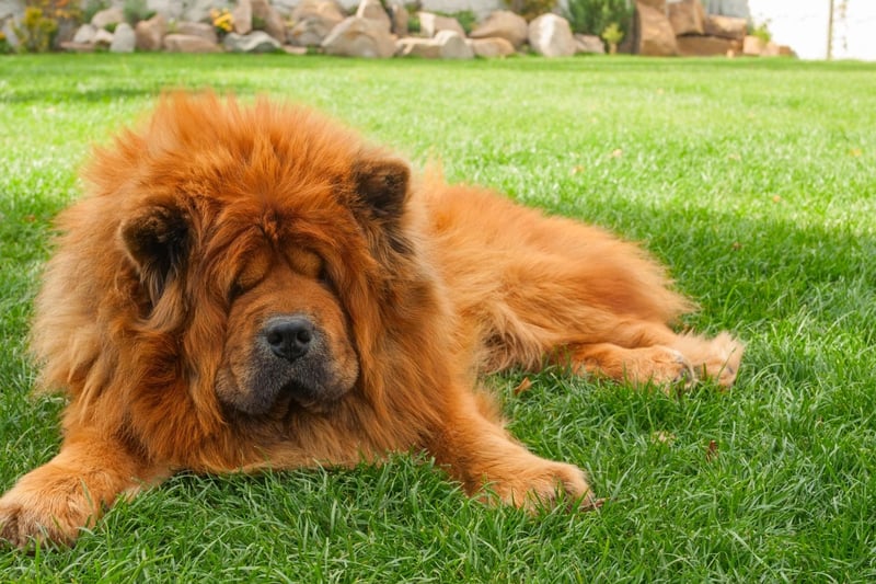 Permanently sleepy, according to the American Kennel Club if left to its own devices the Chow Chow will only be active for 43 minutes a day.