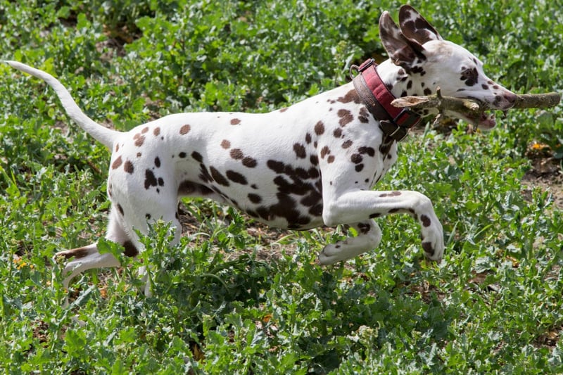 Dalmatian puppies don’t have the breed's unique spots when they’re born. They start life pure white, developing the trademark spots by the time they are around four weeks old. They then continue to develop spots throughout their life.
