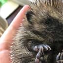 Last year 2500 hedgehogs ended up at the charity's rescue centre in Fishcross.  Pic: Scottish SPCA