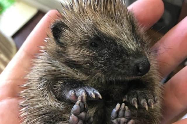 Last year 2500 hedgehogs ended up at the charity's rescue centre in Fishcross. Pic: Scottish SPCA
