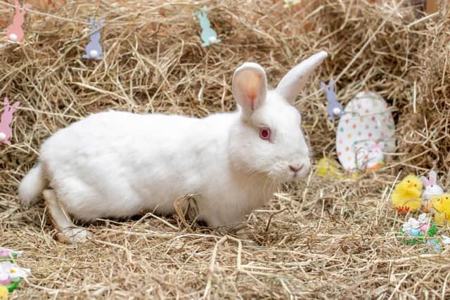The Scottish SPCA is being overrun by abandoned bunnies (Picture: Scottish SPCA)