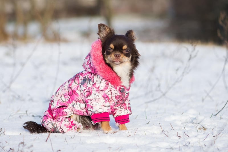 The diminutive Chihuahua has very little in the way of protection against the cold - luckily they are so small you can easily tuck them away in your bag or jacket to keep them cozy.
