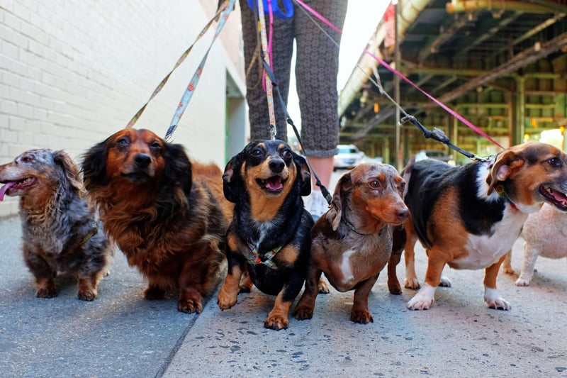 There are no shortage of Dachshunds called Peggy, according to the research. The name means 'pearl' so is perfect for these precious pups.