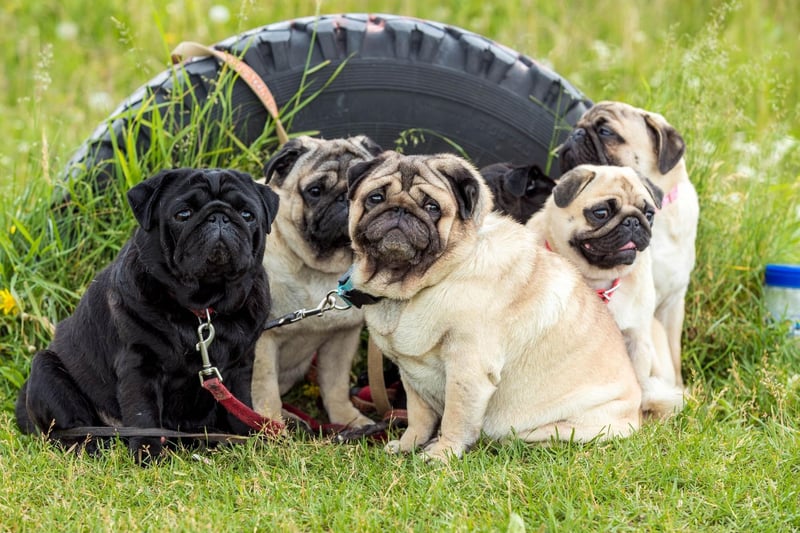 In ancient China Pugs were bred to be companions for royalty. They were highly valued by Chinese Emperors, who kept their pooches in luxury and emplyed guards to protect them from thieves.