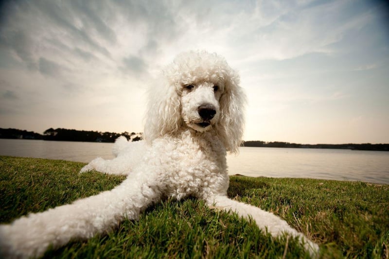 Bred to retrieve waterfowl, Poodle may now be more at home at dog shows and as family pets. Whatever the size - toy, miniature or standard - they all have webbed feet. It also helps them walk on mud, hopefully meaning less muck gets into those beautiful coats during walkies.