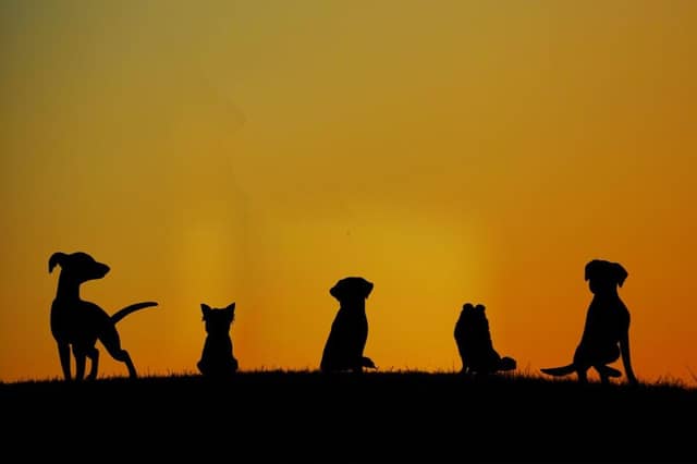 What dogs have become more popular in the last quarter of a century?