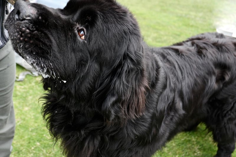Originally from Canda, Newfoundland have a natural instinct to protect and help people, making for wonderful service dogs. There were 557 registered in the UK in 2020.