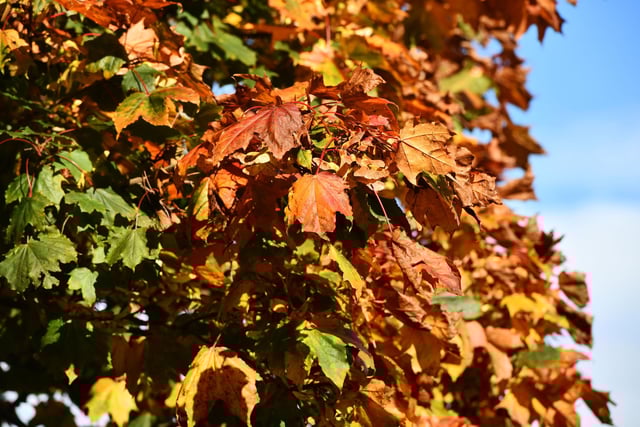 Camelon. Autumn colours.