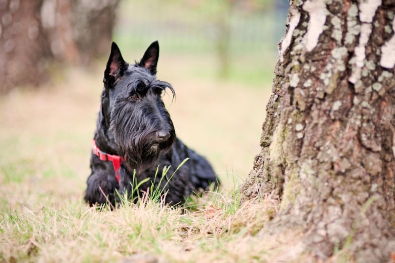 Often described as a big dog in a small dog's body, Scottish Terriers have personality to spare. There were 466 Scottie registrations last year.