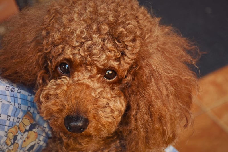 Starting with the pups that are top togs for the more elderly owner. Poodles - Standard, Miniature, or Toy - have every attribute needed to make a great companion dog. They are hugely intelligent and loving, easy to train, only need walked once a day, and only need groomed once a month.