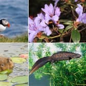 Some of the wildlife to look out for in Scotland during April.